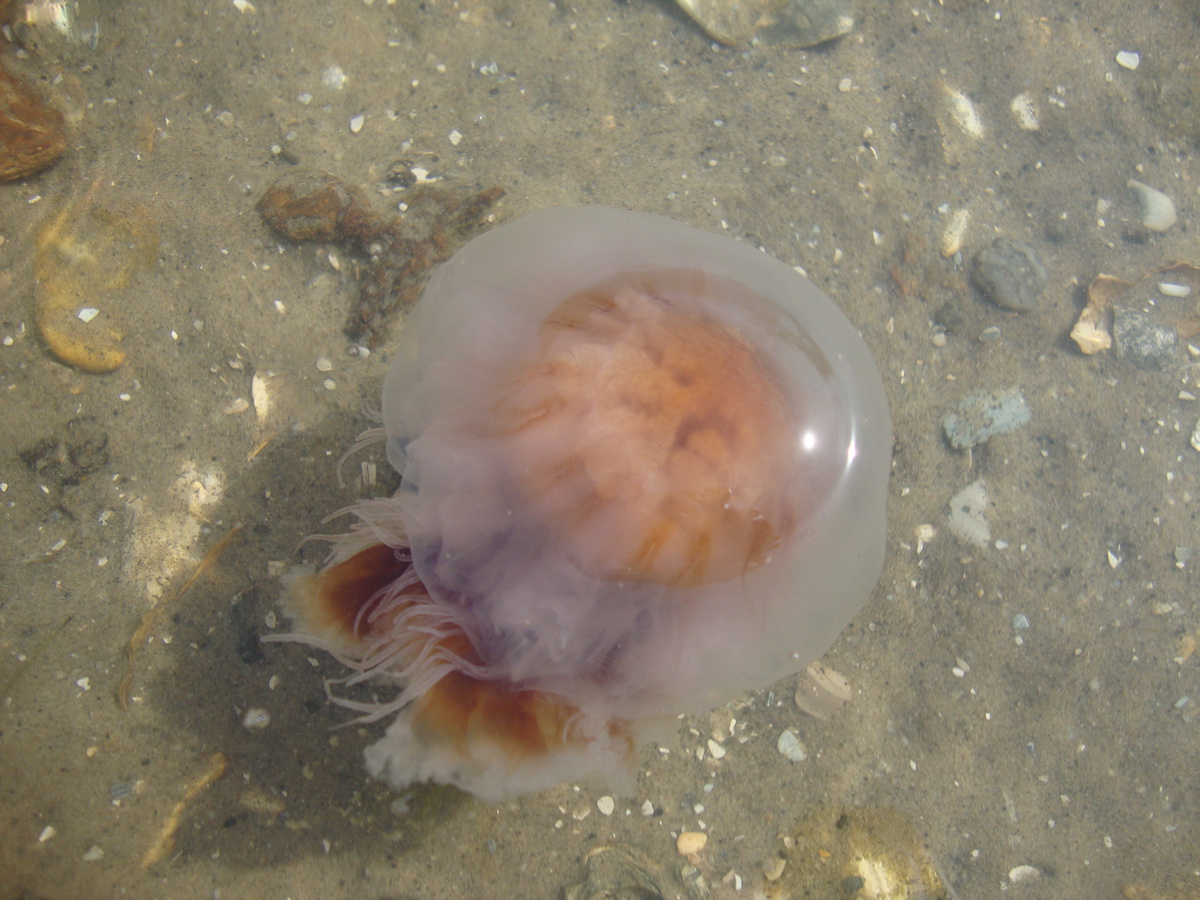 Jellyfish Avian-Cetacean Press