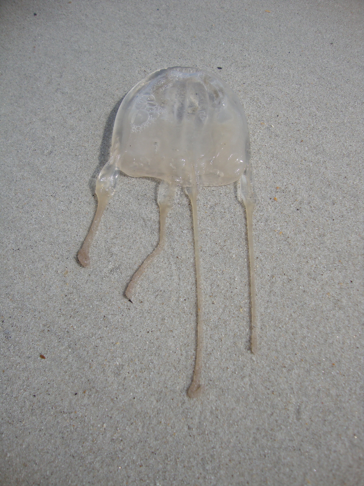 Jellyfish Avian-Cetacean Press